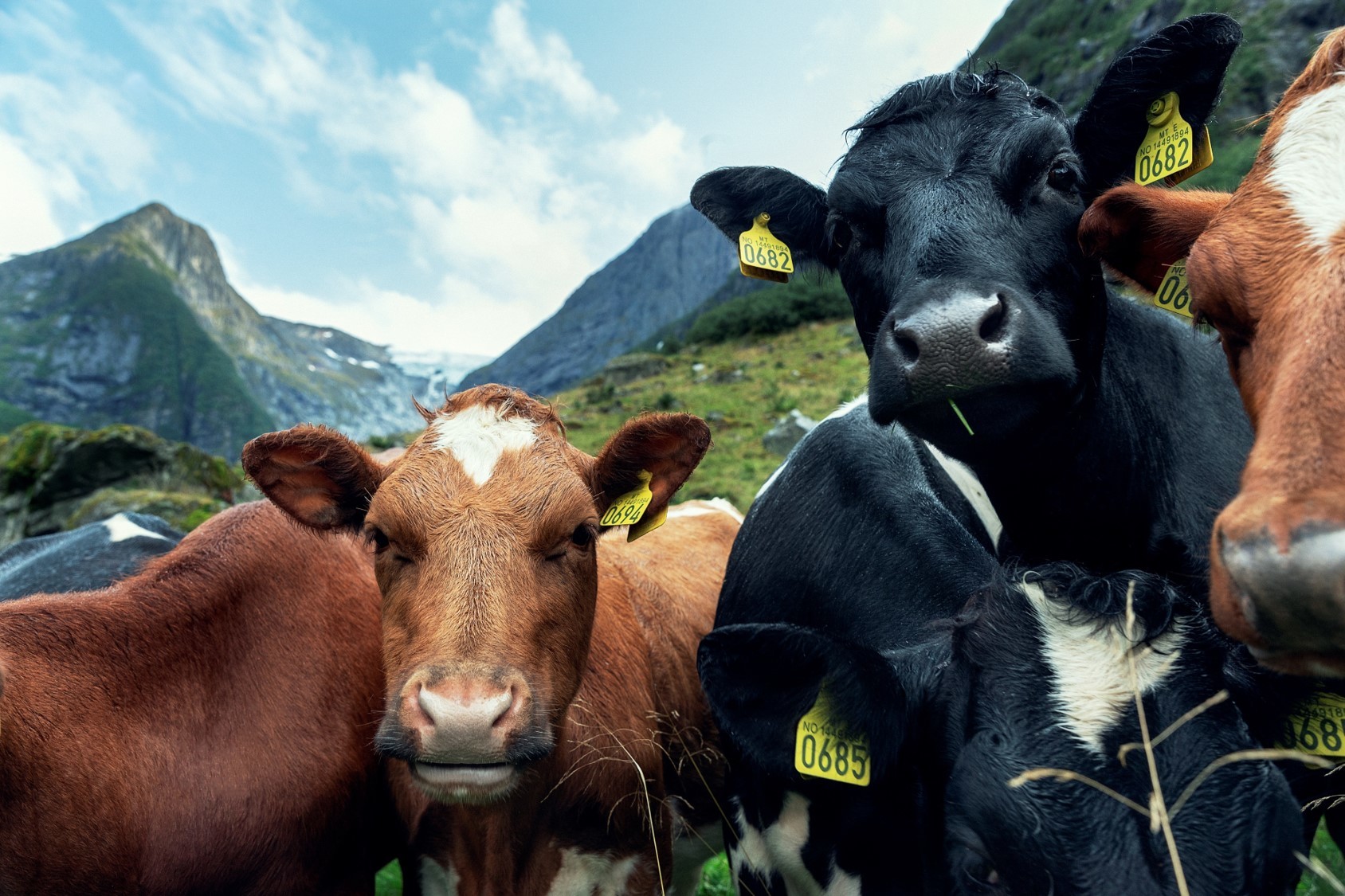 Cattle in Oldedalen, Norway