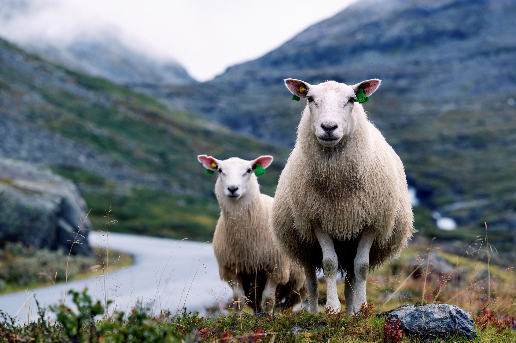 Sheep grazing along Gamle Strynefjellsveg, Norway